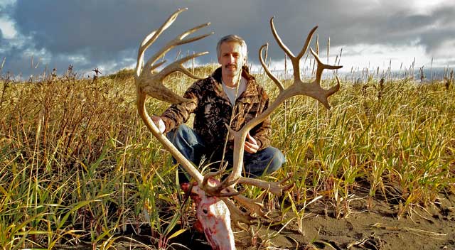 traceycaribou